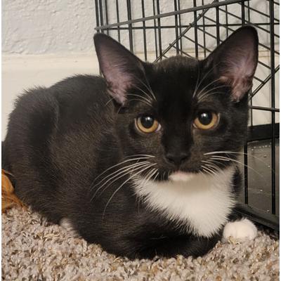 Enlarge Lindsey, a Adoptable Domestic Short Hair in Portage, MI image 2/4