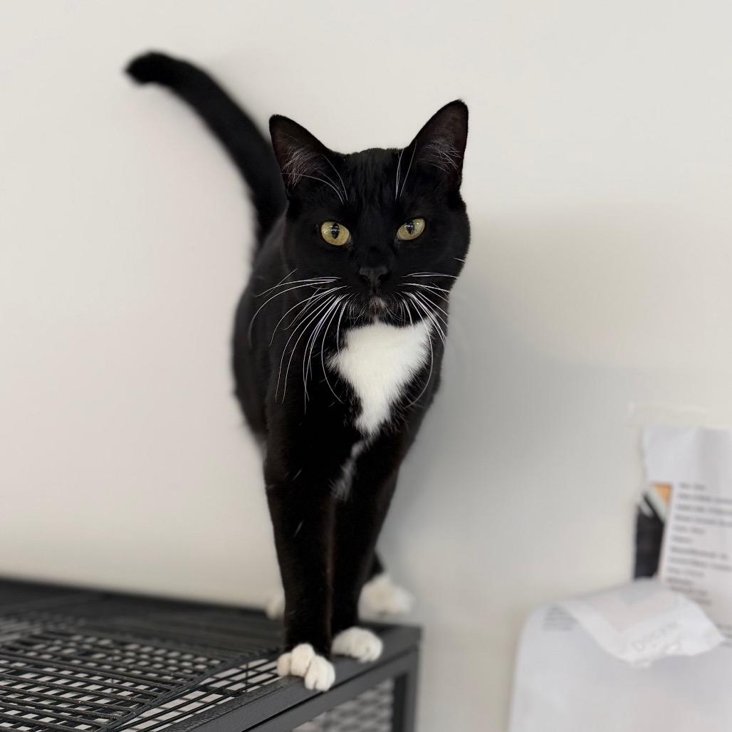 Lindsey, a Adoptable Domestic Short Hair in Portage, MI image 3/5