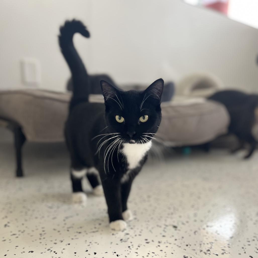 Enlarge Lindsey, a Adoptable Domestic Short Hair in Portage, MI image 3/4