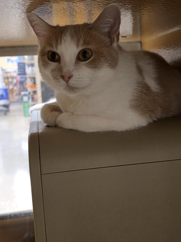 Geri, Adoptable, Adult Female Domestic Short Hair.