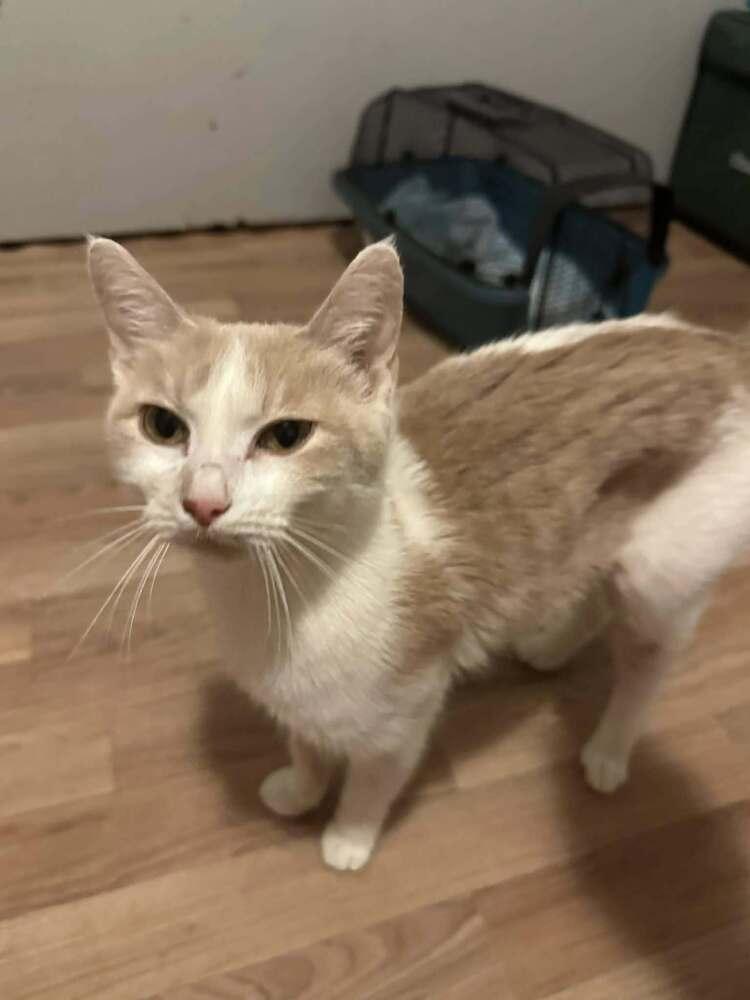 Enlarge Geri, a Adoptable Domestic Short Hair in Anoka, MN image 2/2