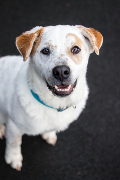 Ebenezer, Adoptable, Puppy Male Great Pyrenees & Mixed Breed.