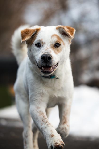 Enlarge Ebenezer, a Adoptable mixed breed in Chicago, IL image 2/2