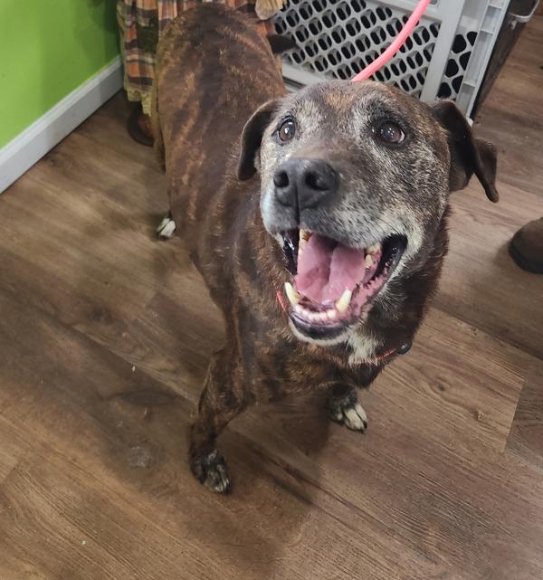 Pope, Adoptable, Senior Male Hound.