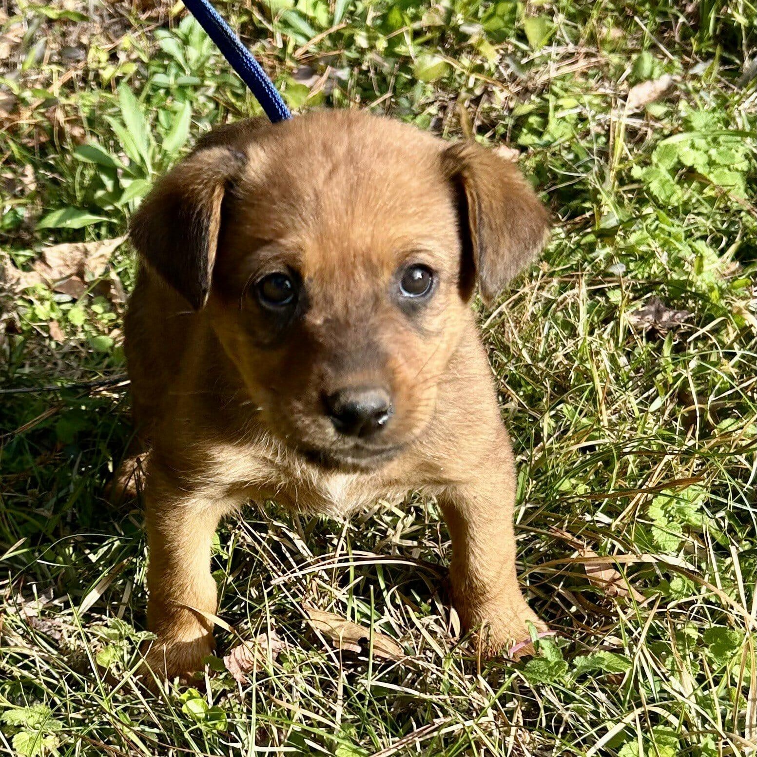 Enlarge Fonzy, an adopted mixed breed in Chepachet, RI image 1/6