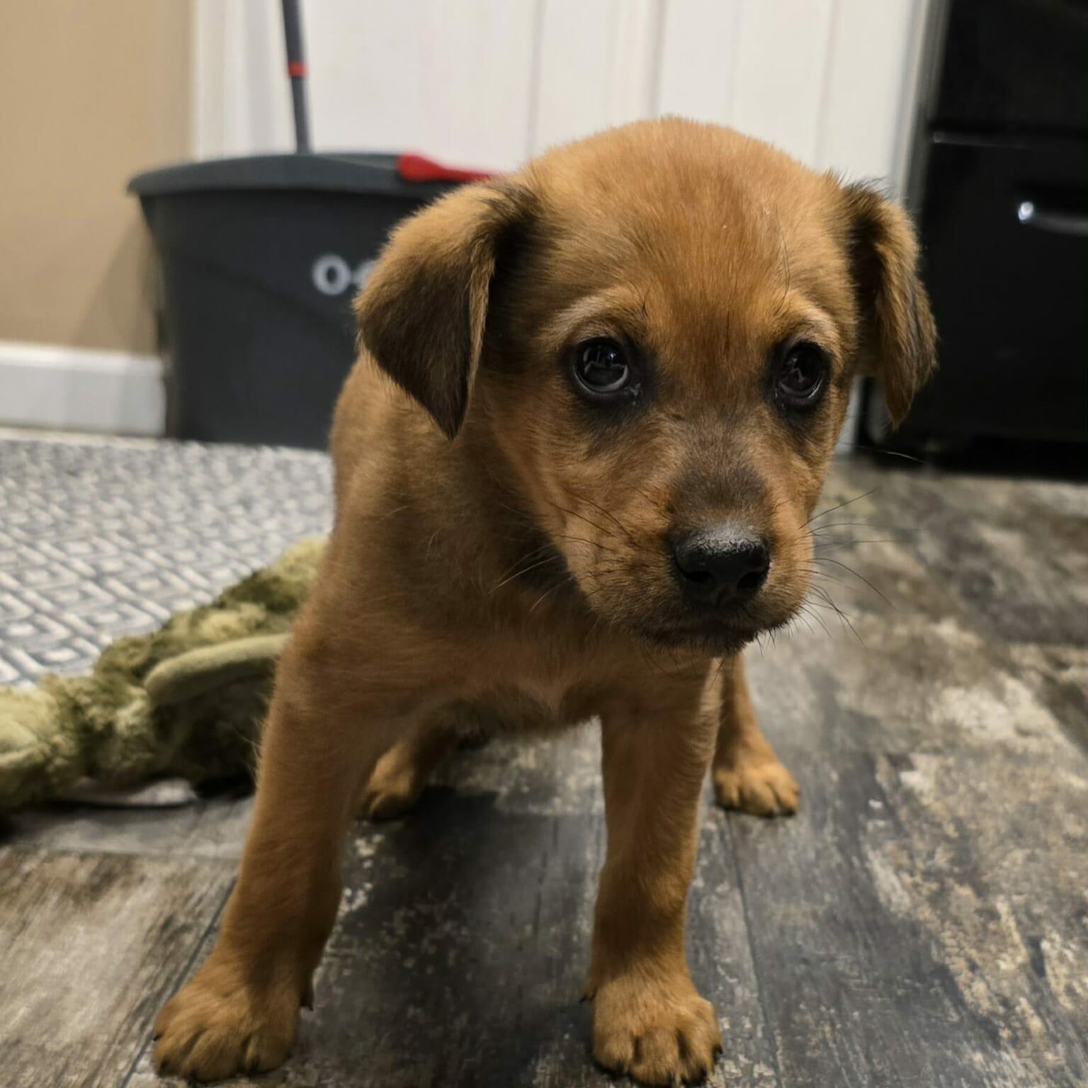 Enlarge Fonzy, an adopted mixed breed in Chepachet, RI image 6/6