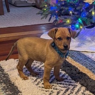 Enlarge Fonzy, an adopted mixed breed in Chepachet, RI image 2/6