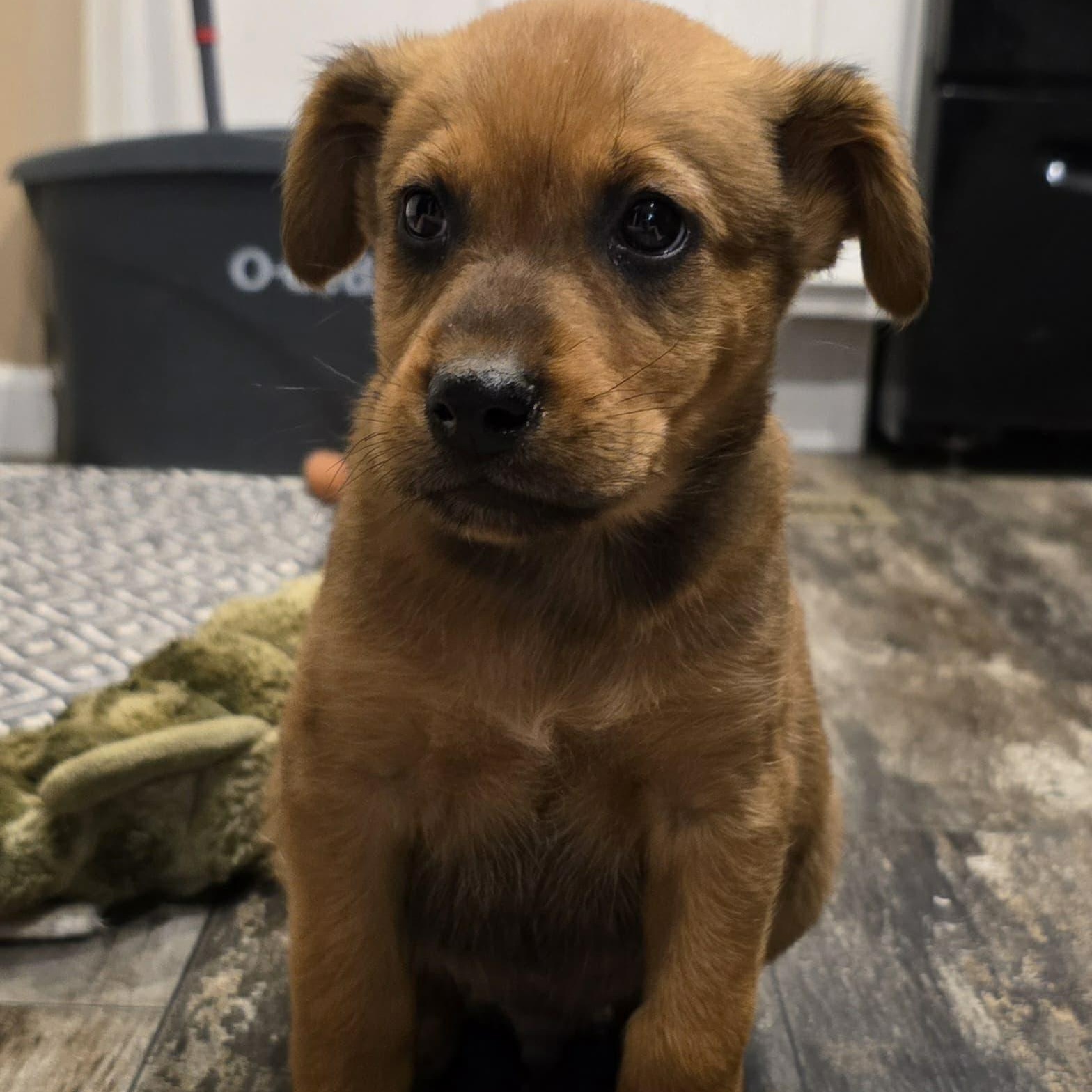 Enlarge Fonzy, an adopted mixed breed in Chepachet, RI image 3/6