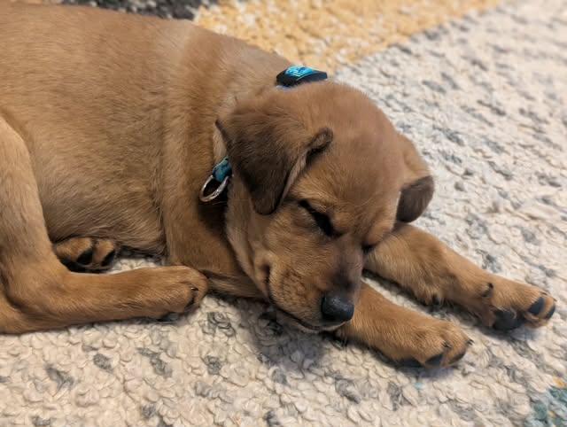 Enlarge Fonzy, an adopted mixed breed in Chepachet, RI image 4/6