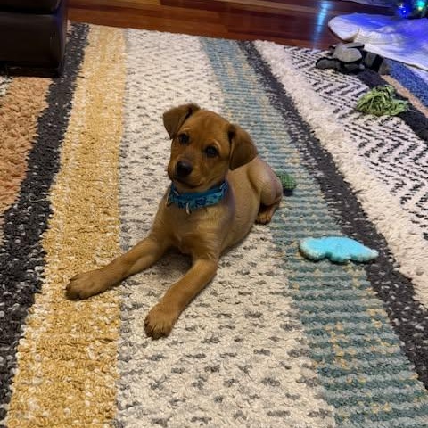 Enlarge Fonzy, an adopted mixed breed in Chepachet, RI image 5/6