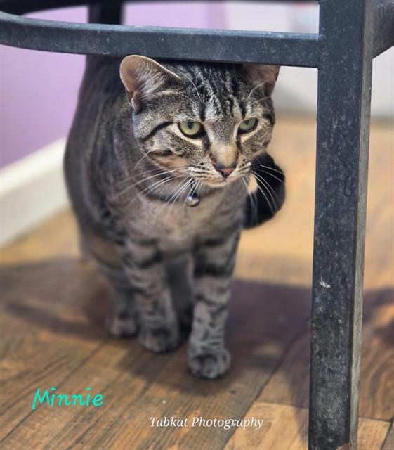 MINNIE, Adoptable, Young Female Domestic Short Hair.