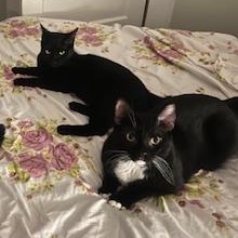 Lion King and Half Moon (Bonded Pair), a Adoptable Domestic Short Hair in Florham Park, NJ image 3/5