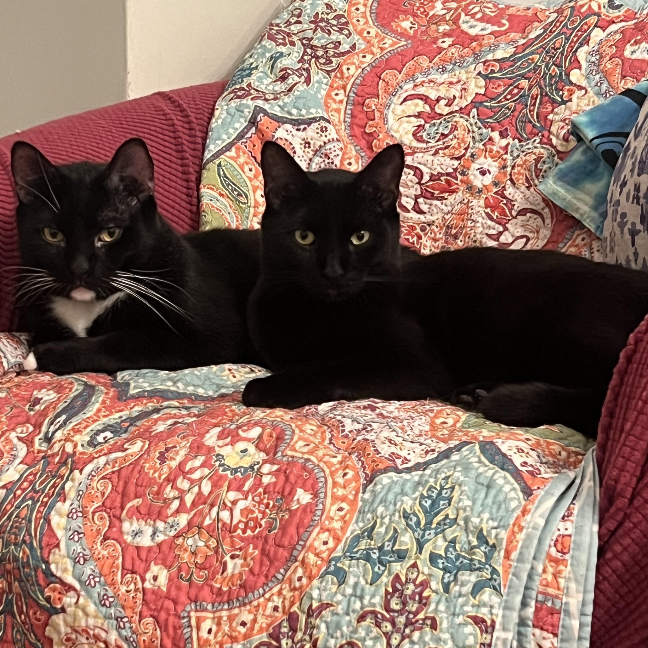 Lion King and Half Moon (Bonded Pair), a Adoptable Domestic Short Hair in Florham Park, NJ image 2/5