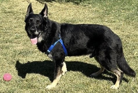 Enlarge NAVARRO, a Adopted German Shepherd Dog in Petaluma, CA image 2/5