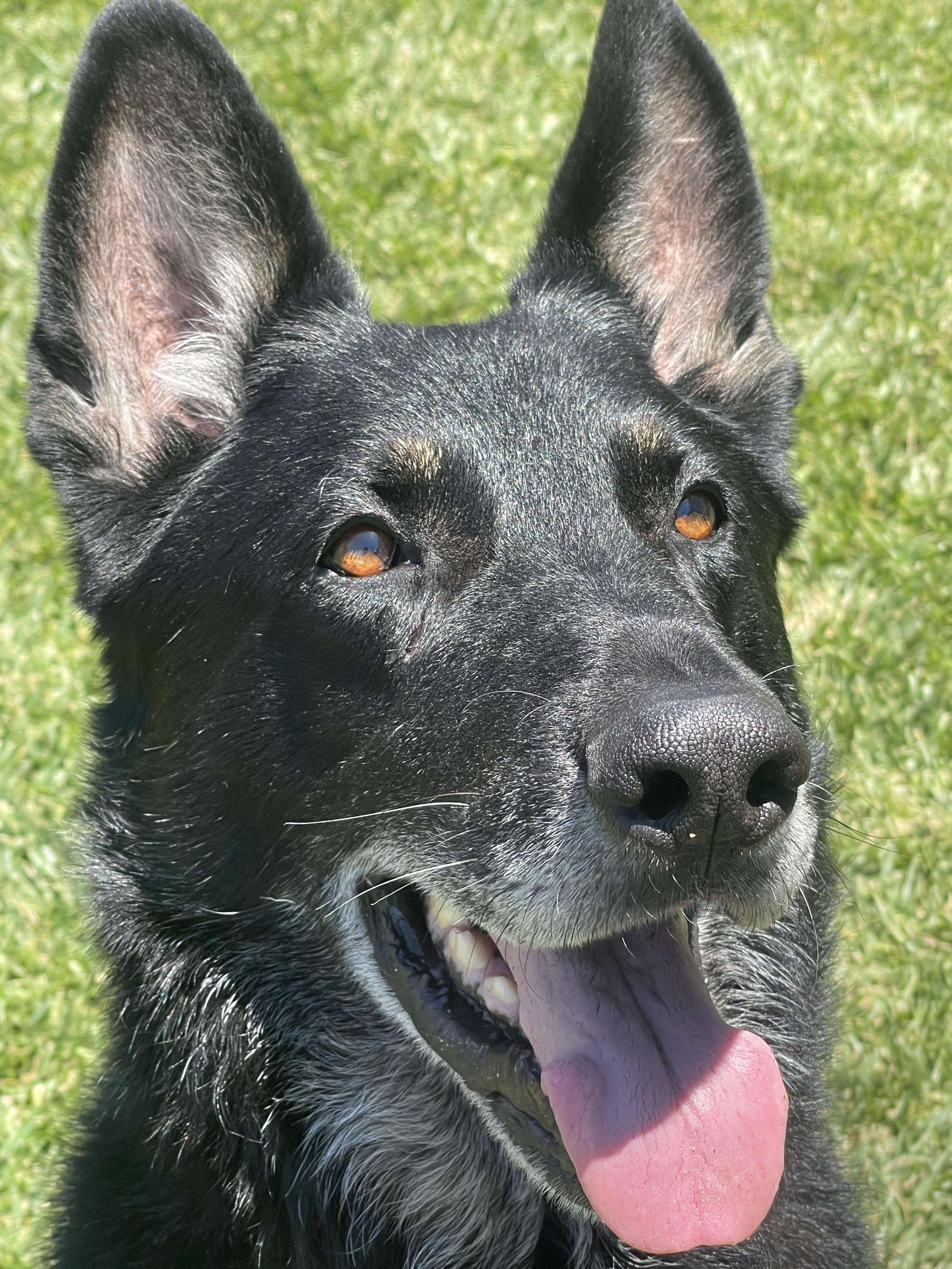 Enlarge NAVARRO, a Adopted German Shepherd Dog in Petaluma, CA image 3/5