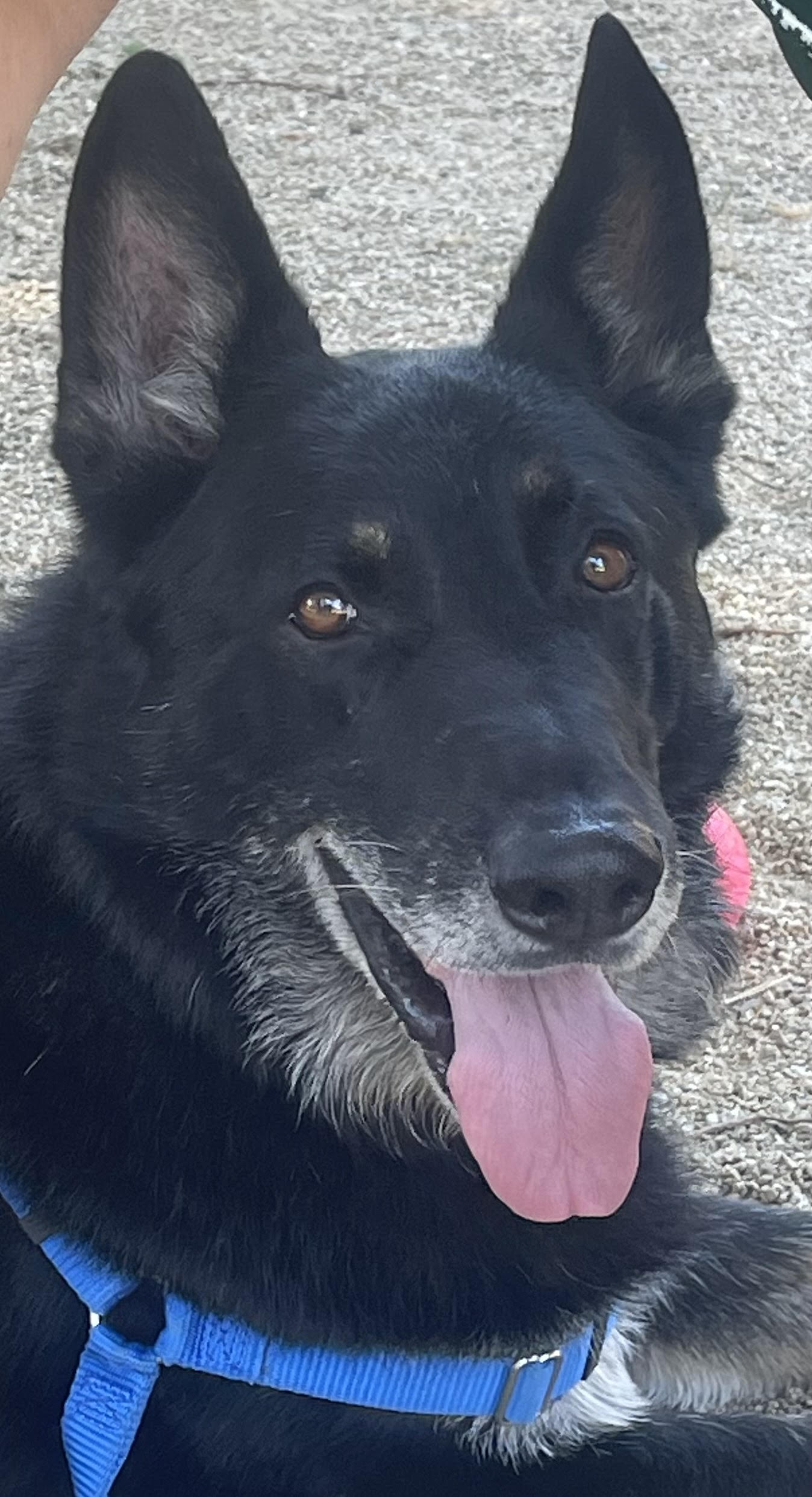 NAVARRO, Adopted, Senior Male German Shepherd Dog.