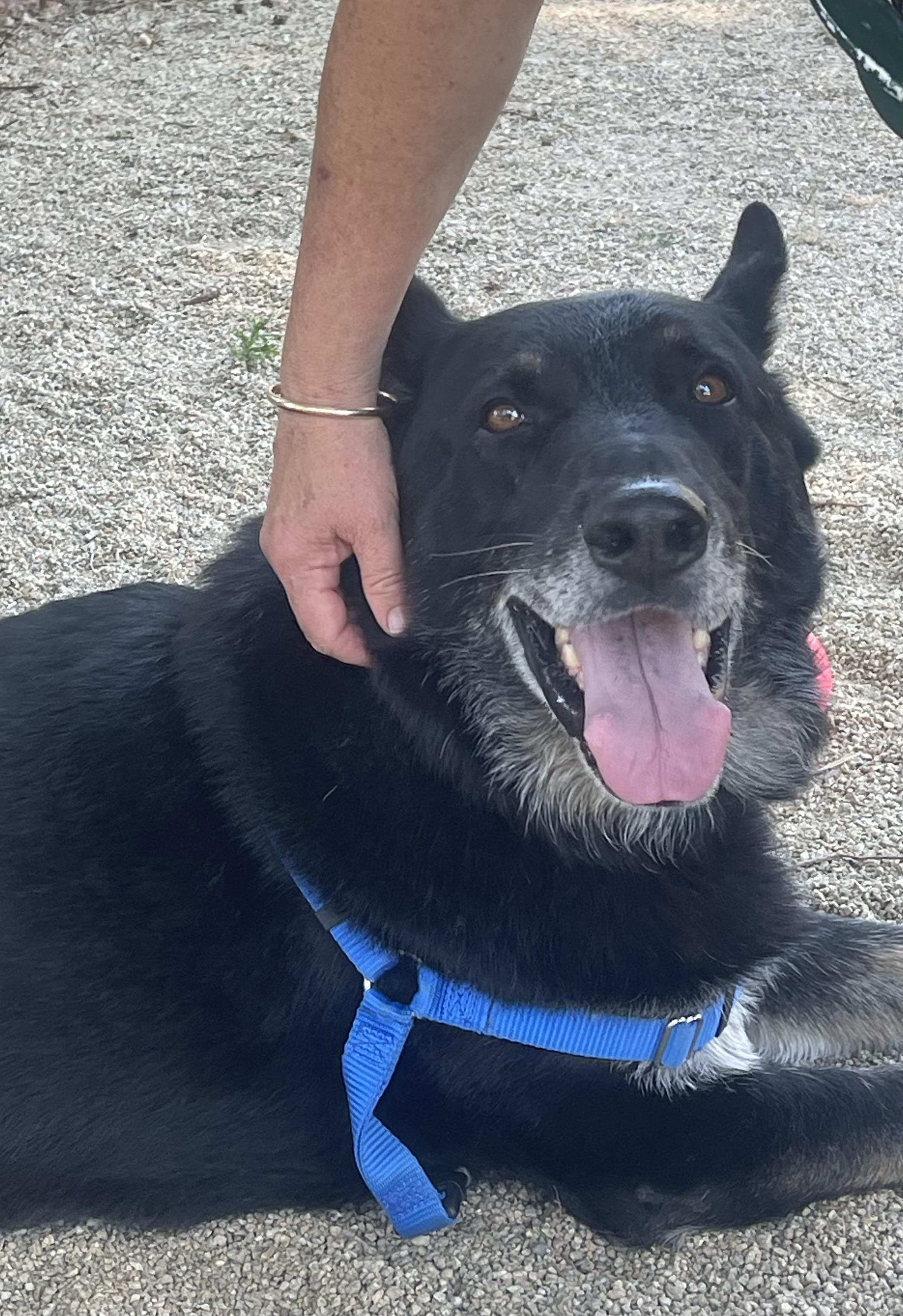 Enlarge NAVARRO, a Adopted German Shepherd Dog in Petaluma, CA image 4/5