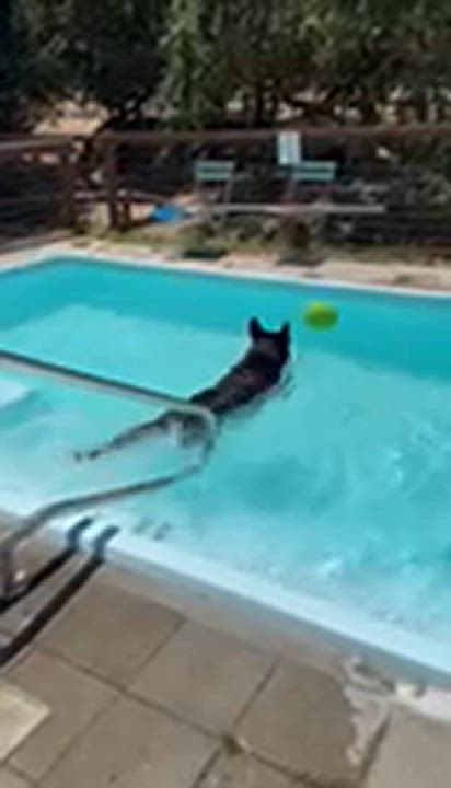 Enlarge NAVARRO, a Adopted German Shepherd Dog in Petaluma, CA video 5/5