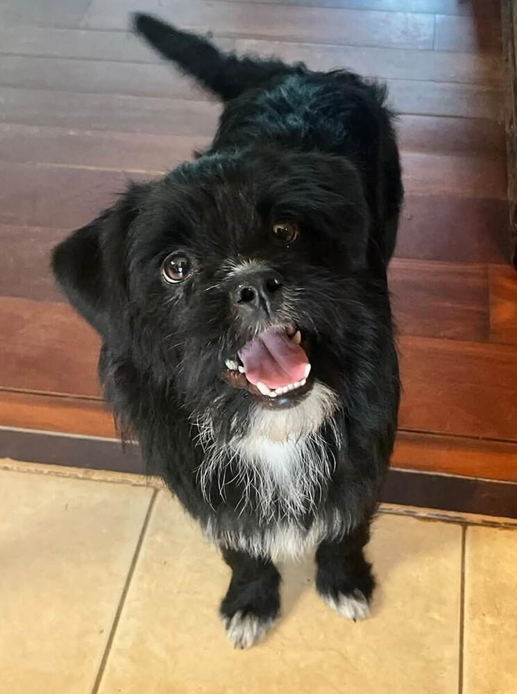 Enlarge Harold, a Adoptable Terrier in Acworth, GA image 2/6