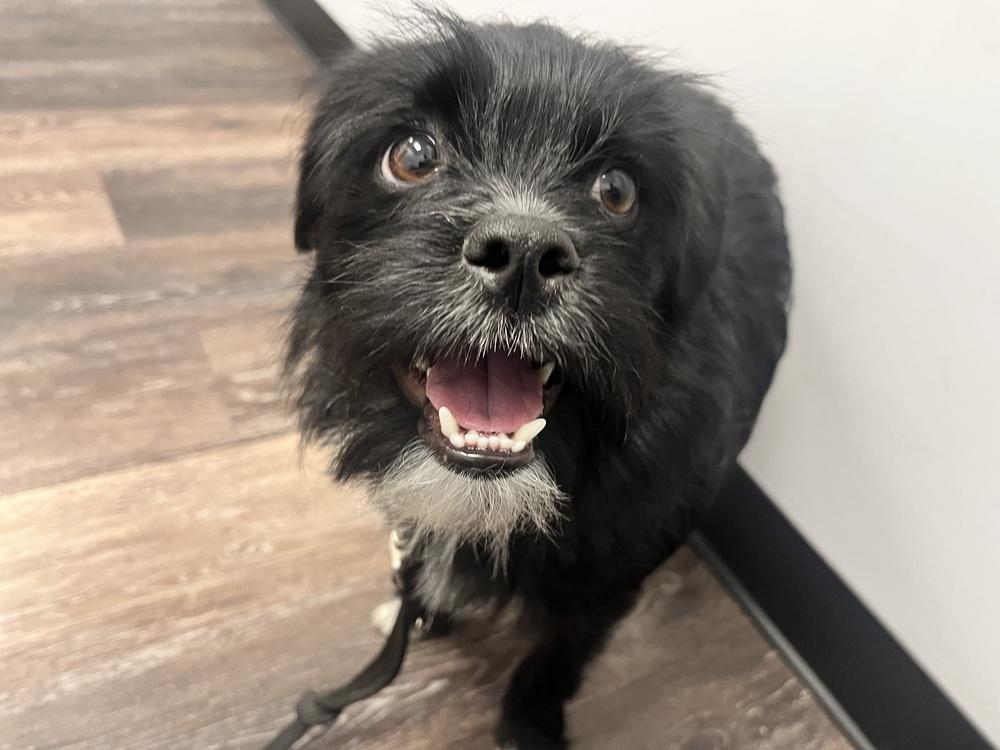 Enlarge Harold, a Adoptable Terrier in Acworth, GA image 3/6