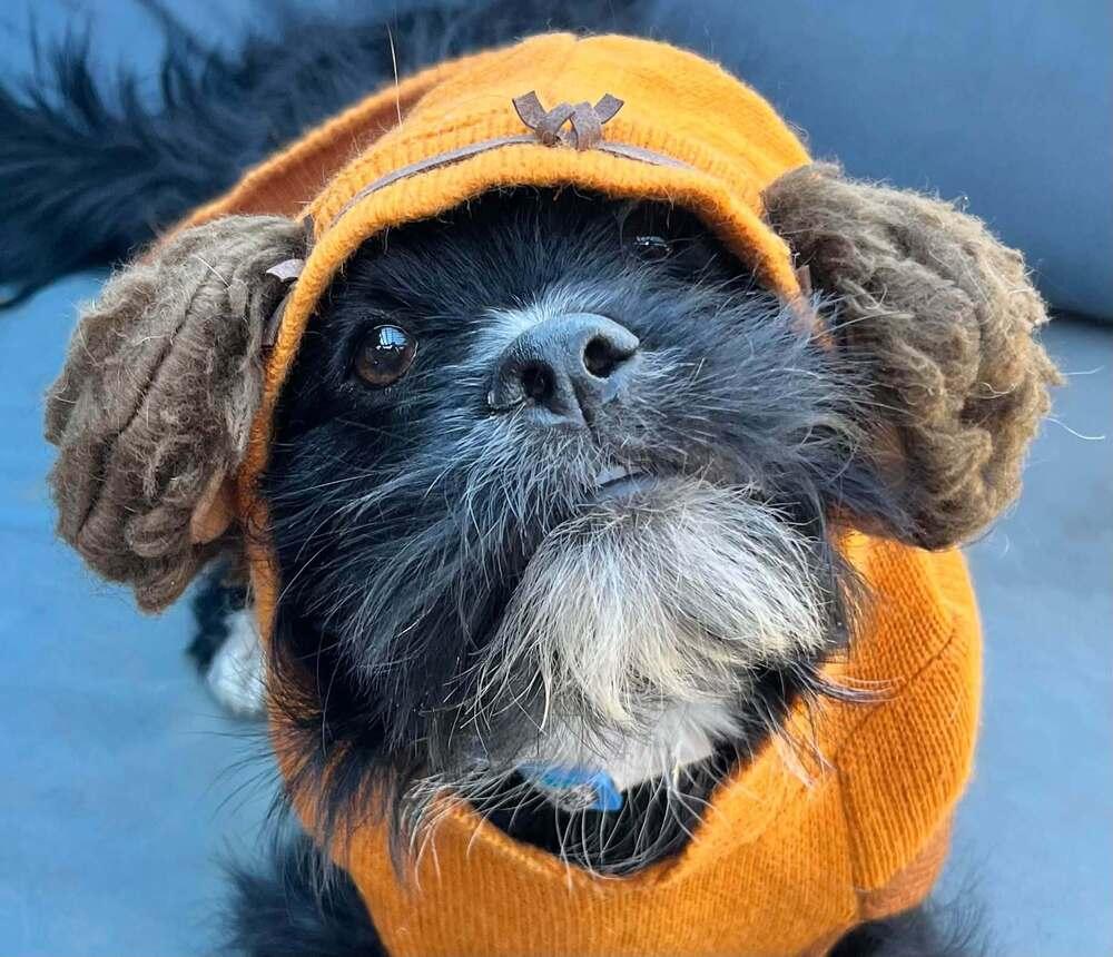 Enlarge Harold, a Adoptable Terrier in Acworth, GA image 6/6