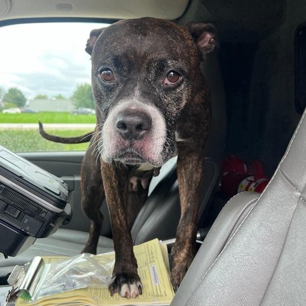 Cookie, Adoptable, Adult Female Pit Bull Terrier.