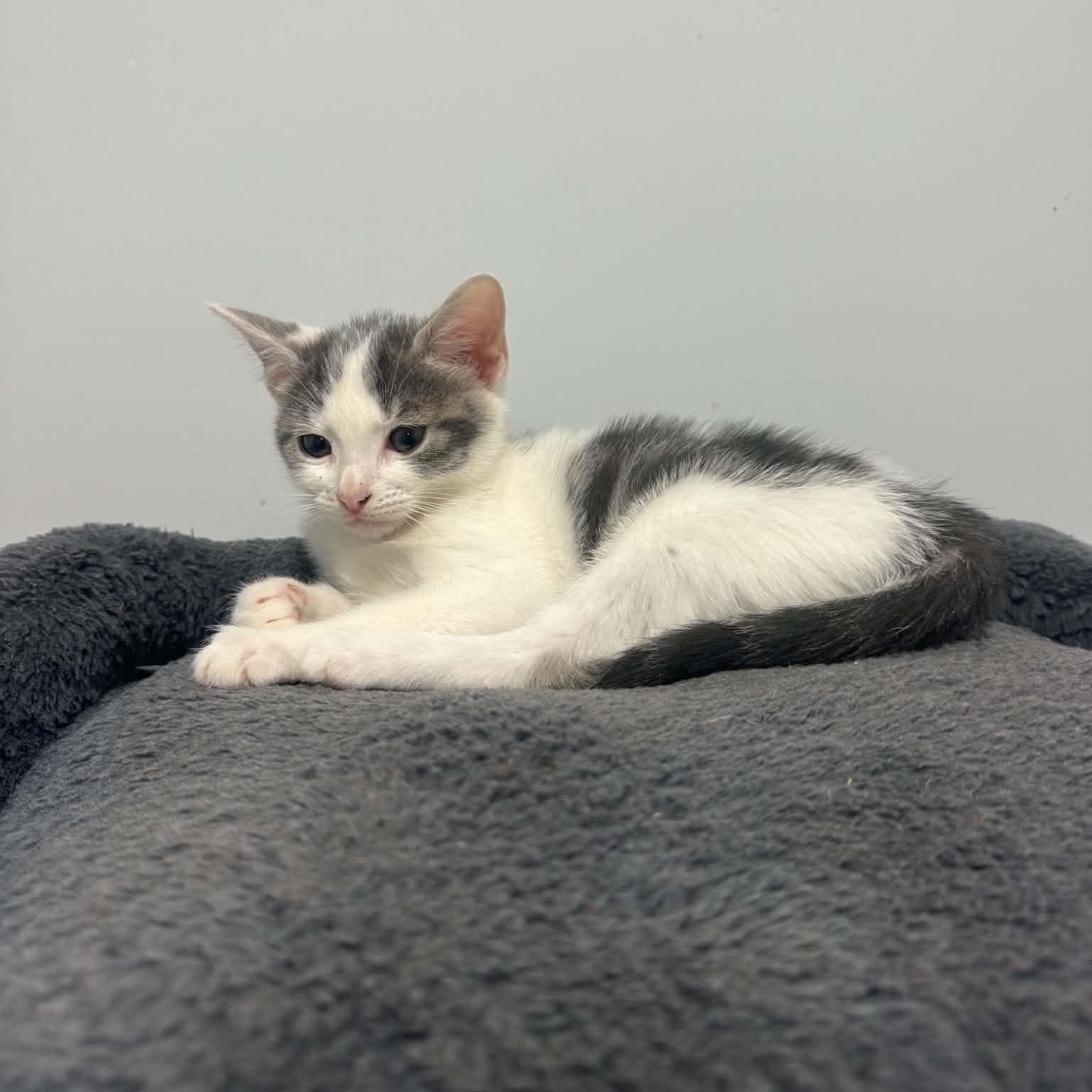 Enlarge Miata, a Adopted American Shorthair in Danbury, CT image 3/3