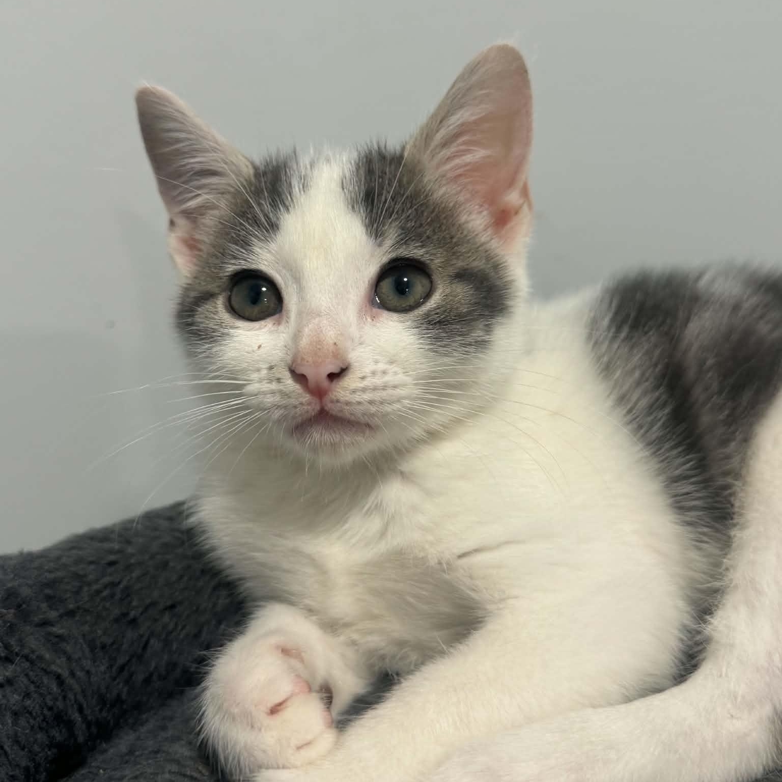 Miata, Adopted, Kitten Female American Shorthair.