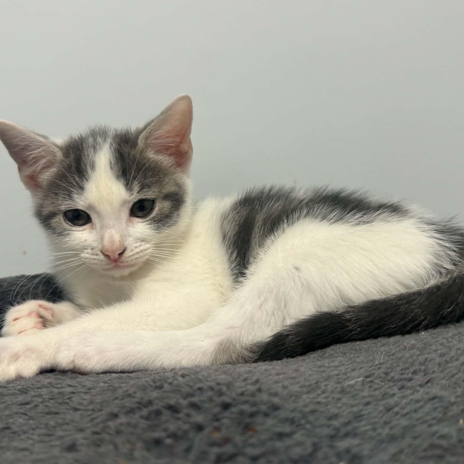 Enlarge Miata, a Adopted American Shorthair in Danbury, CT image 2/3