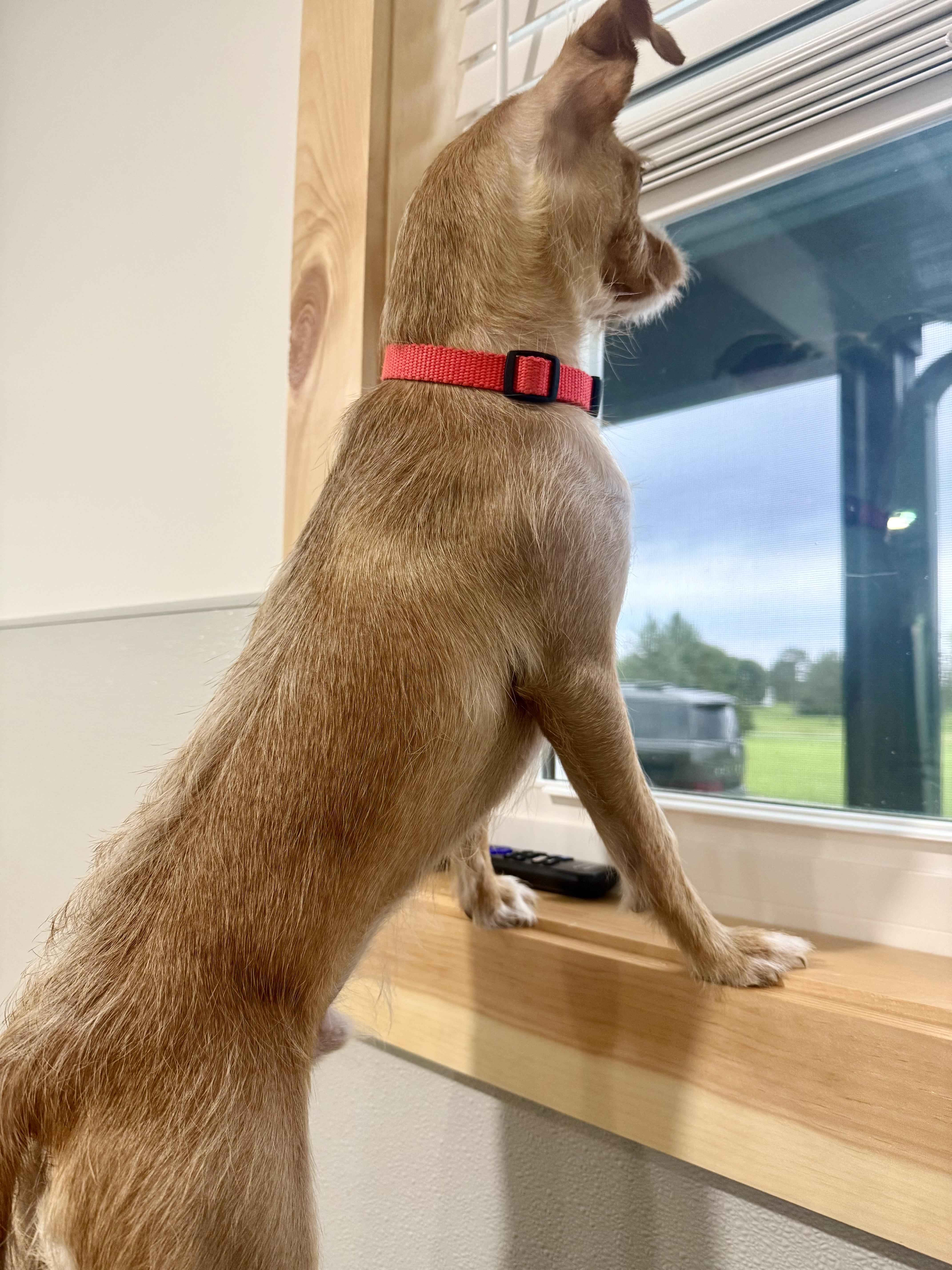 Enlarge Pickle, a Adopted mixed breed in greenwood, IN image 2/4