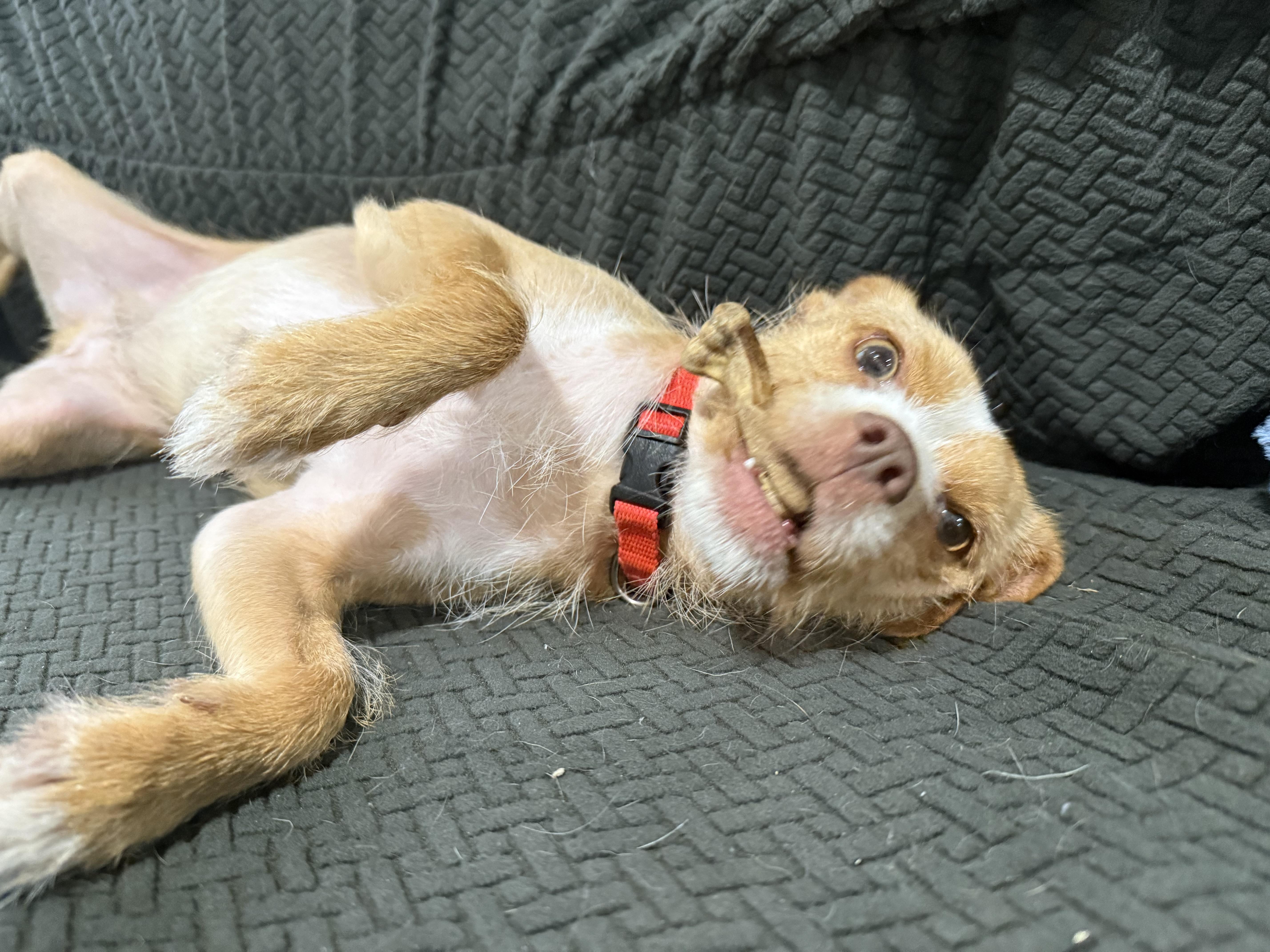 Enlarge Pickle, a Adopted mixed breed in greenwood, IN image 3/4