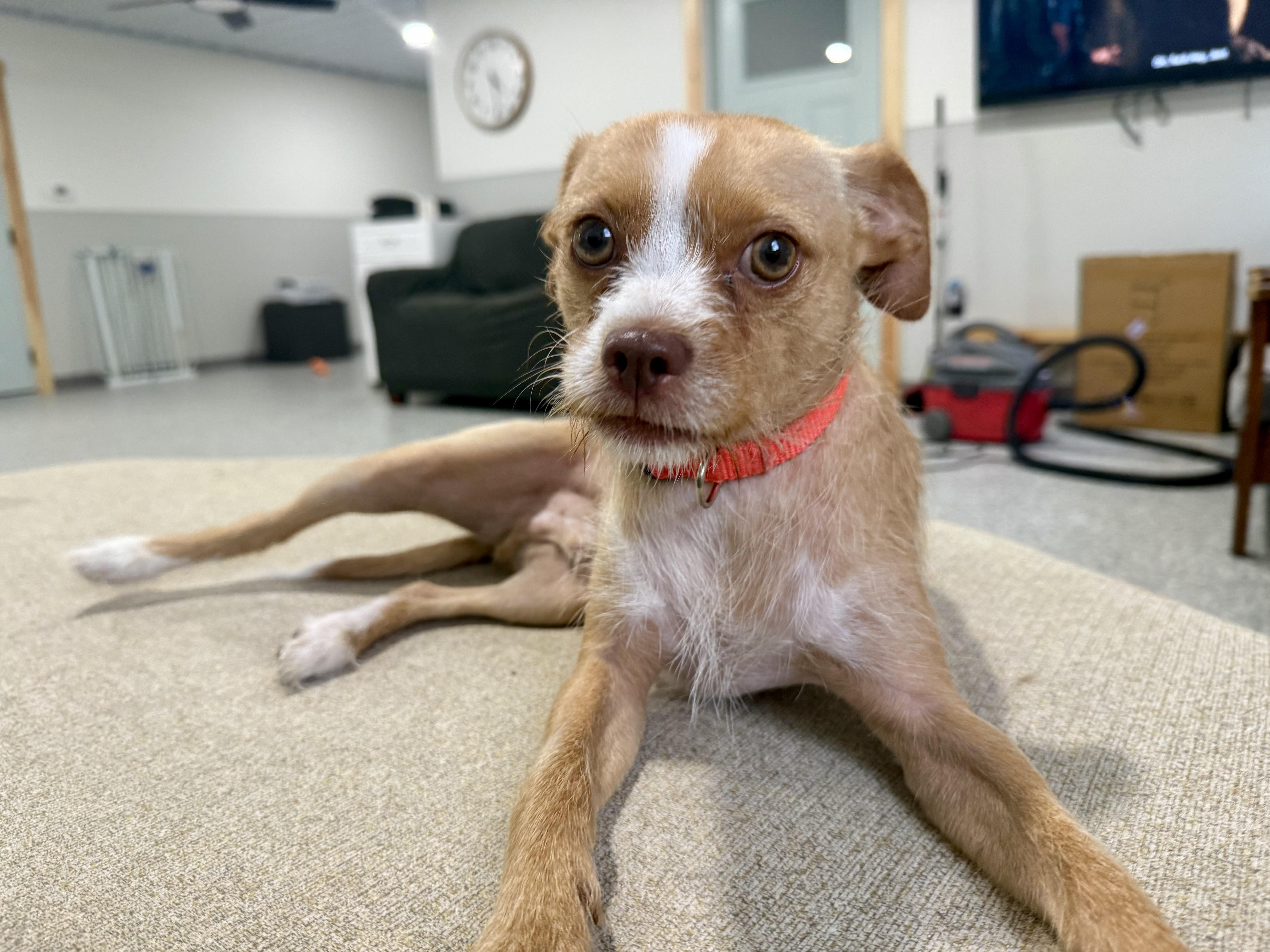 Enlarge Pickle, a Adopted mixed breed in greenwood, IN image 1/4