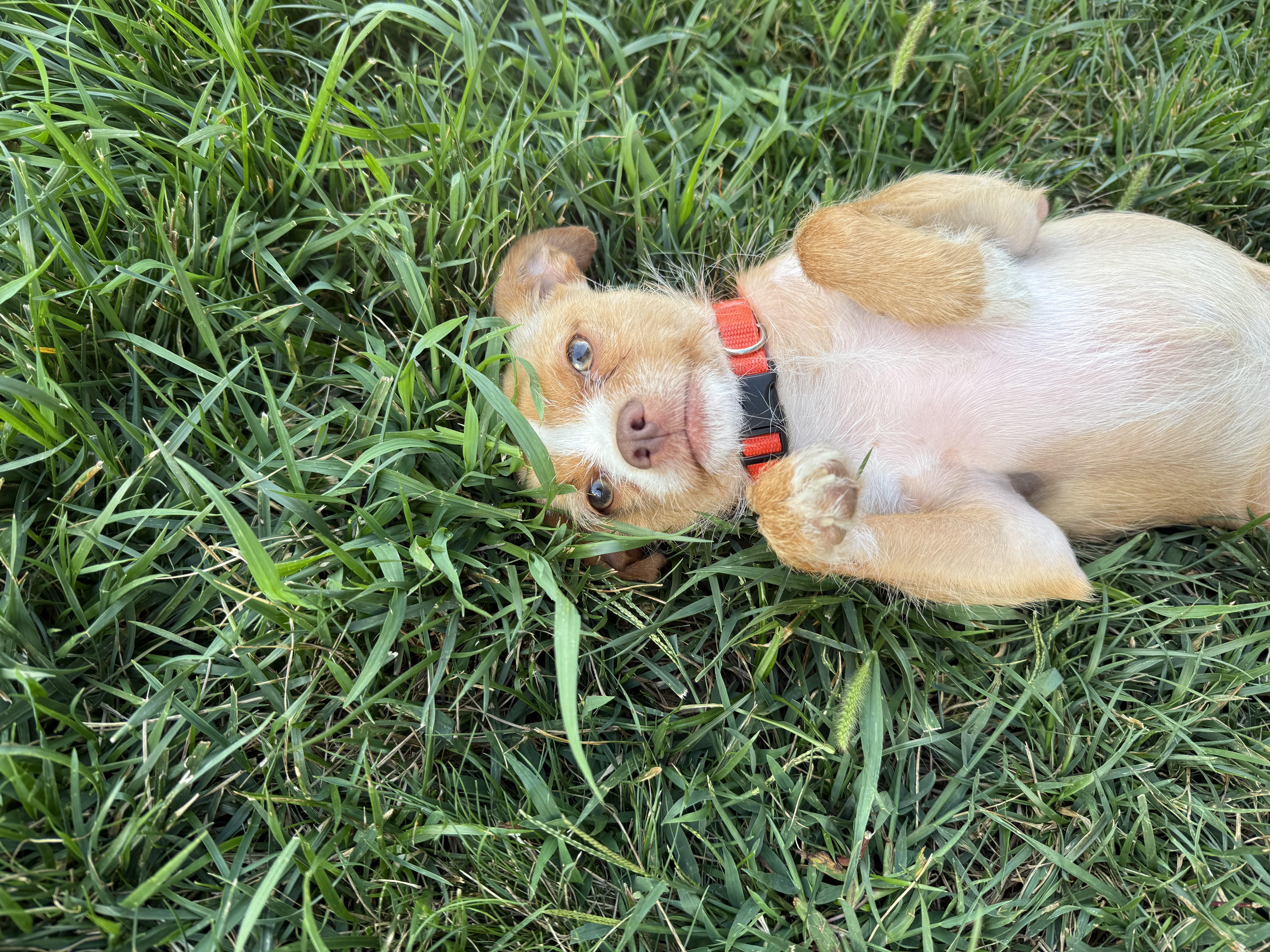 Enlarge Pickle, a Adopted mixed breed in greenwood, IN image 4/4
