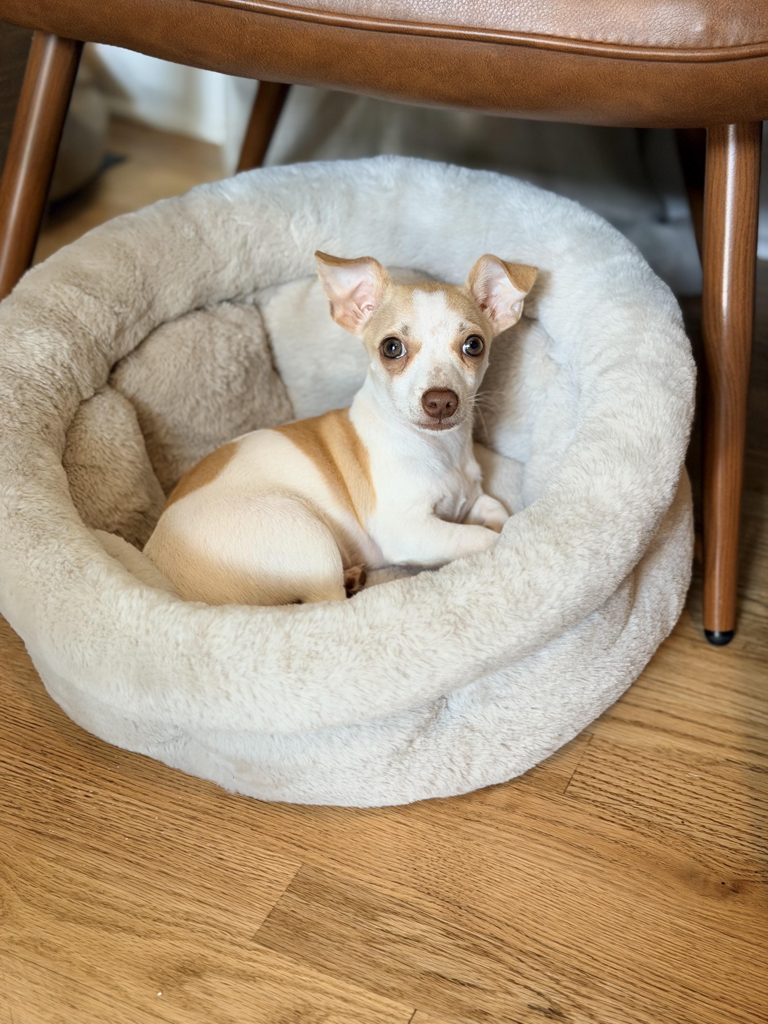 Faith, an adopted mixed breed in Alabaster, AL image 6/6