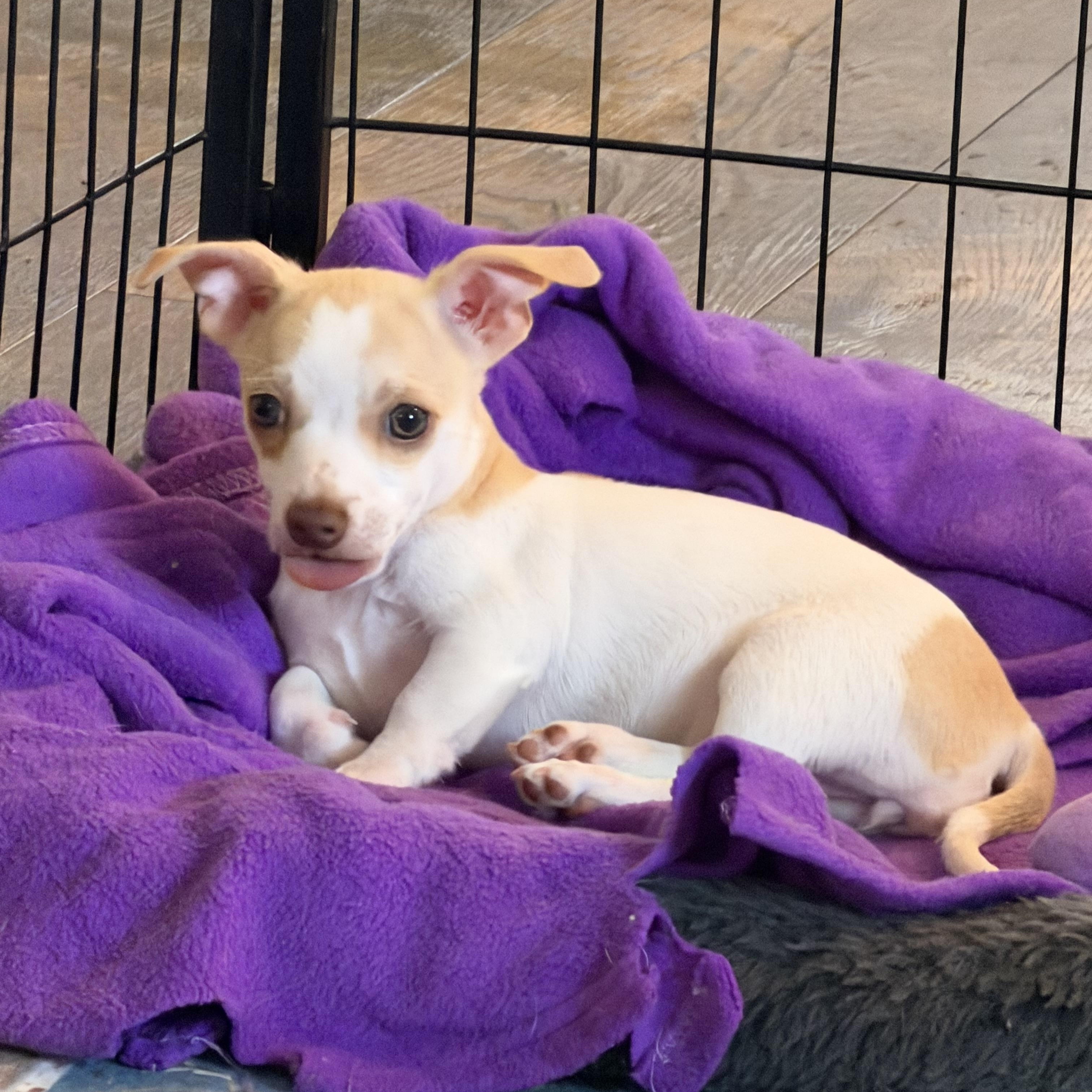 Enlarge Faith, a ADOPTABLE mixed breed in Alabaster, AL image 2/5