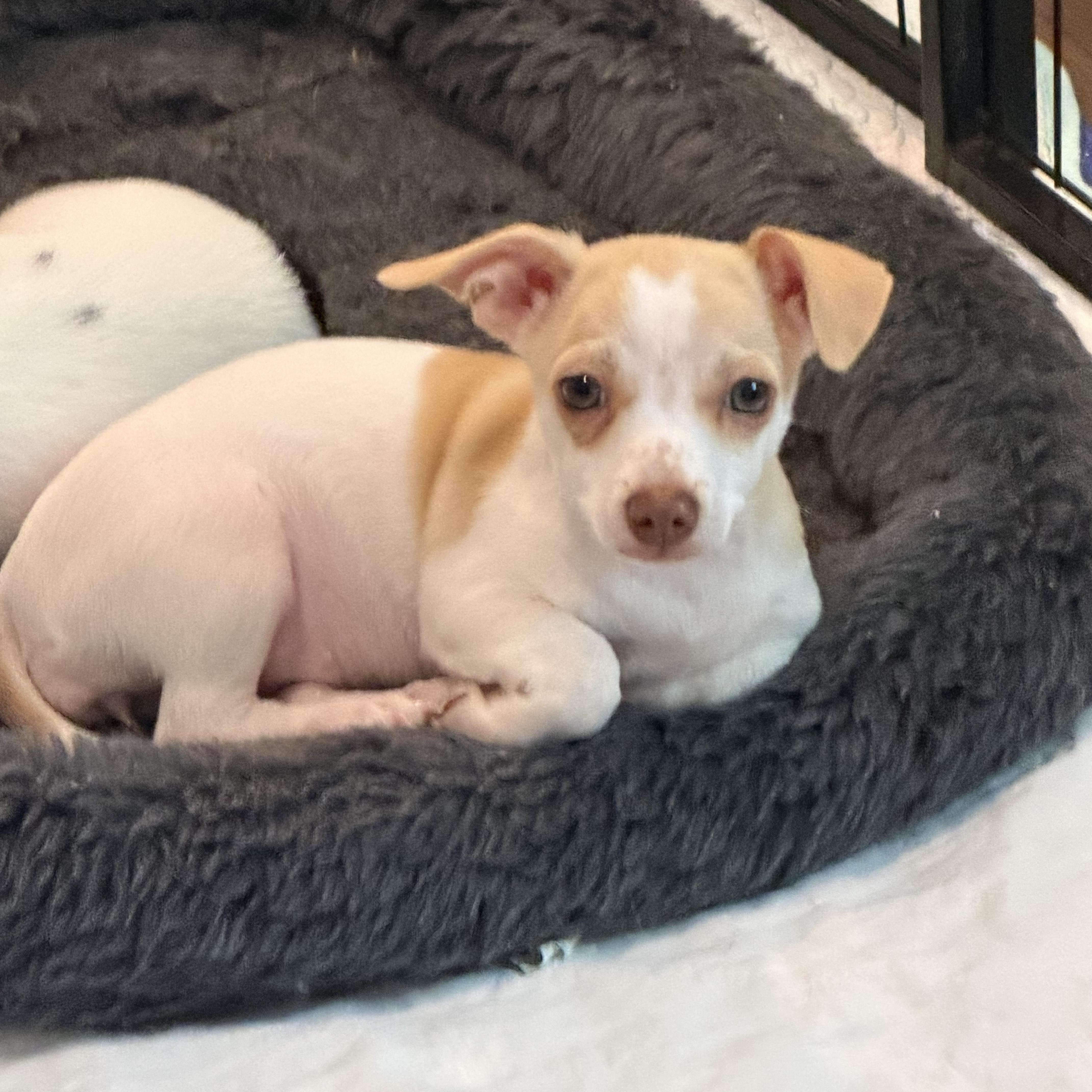 Enlarge Faith, a ADOPTABLE mixed breed in Alabaster, AL image 4/5