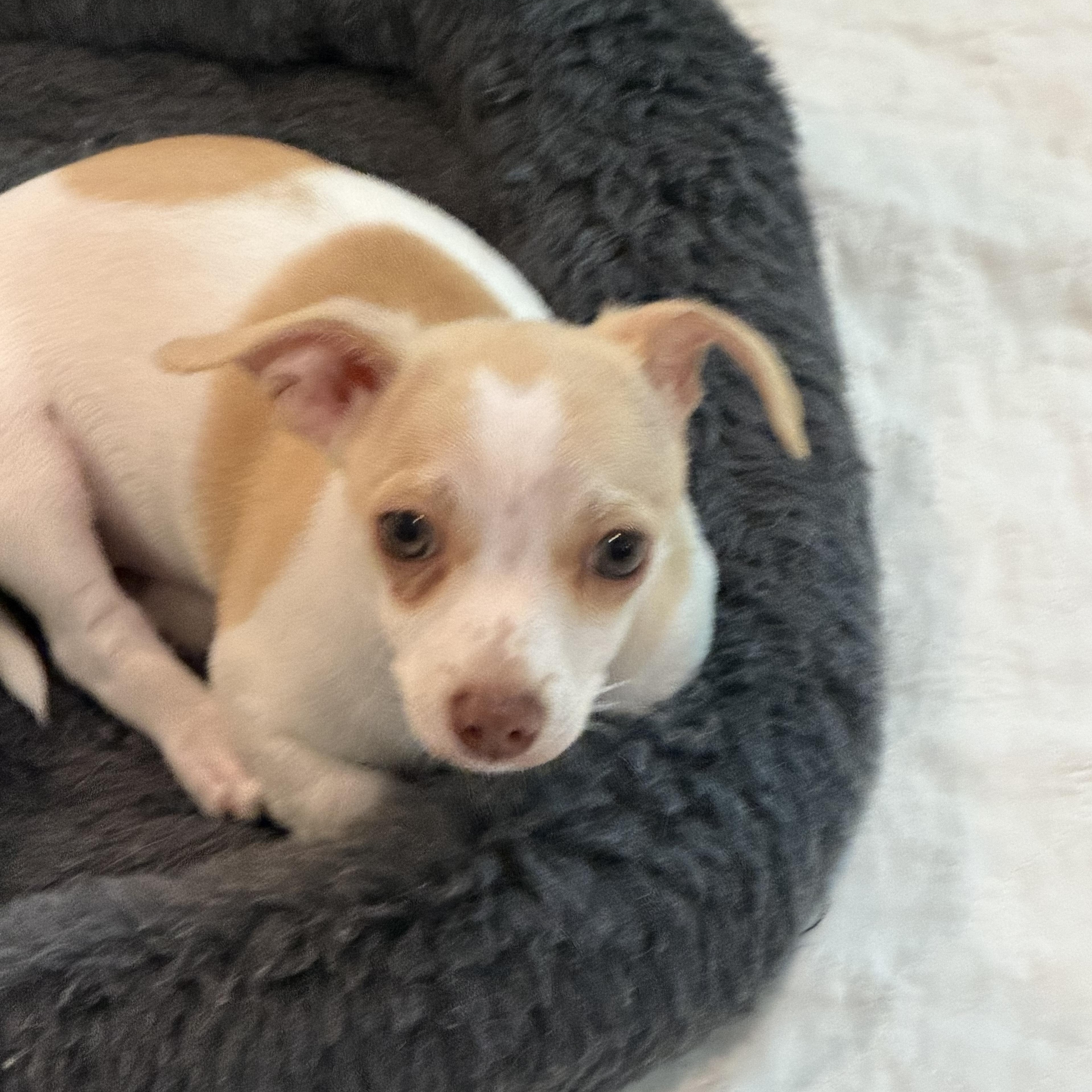 Enlarge Faith, a ADOPTABLE mixed breed in Alabaster, AL image 5/5
