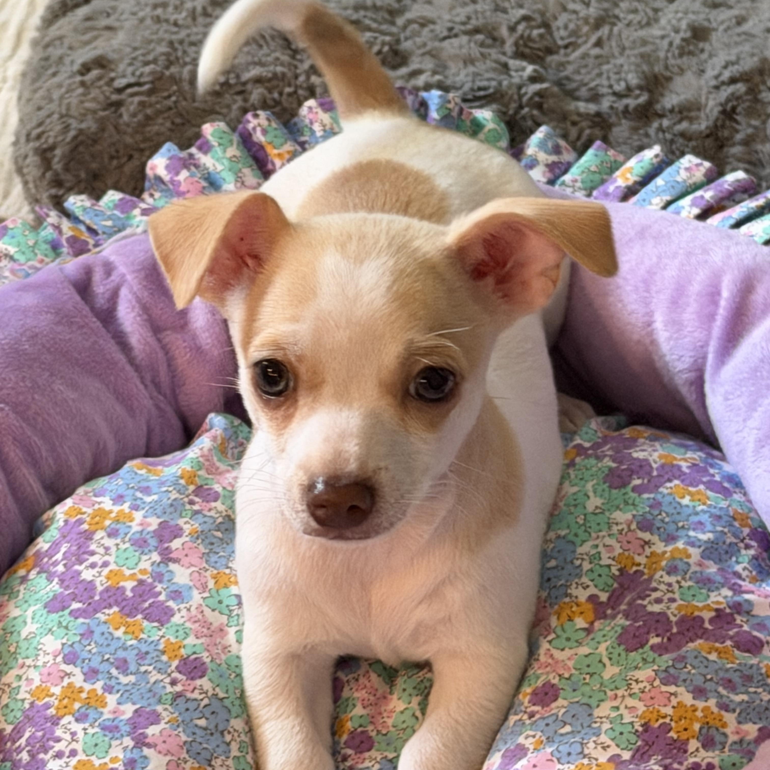 Enlarge Faith, a ADOPTABLE mixed breed in Alabaster, AL image 1/5