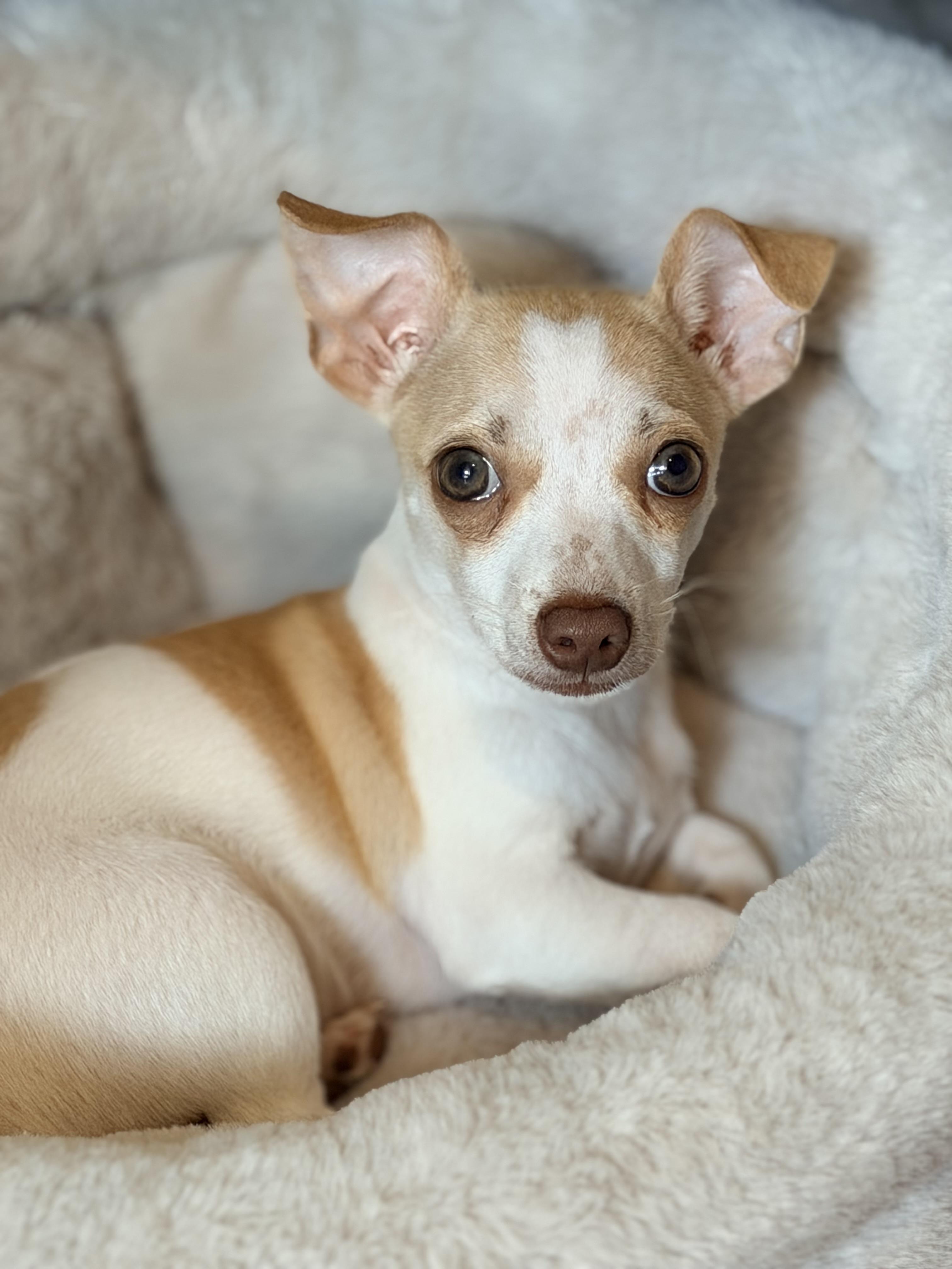Faith, adopted, Puppy Female Chihuahua & Terrier.