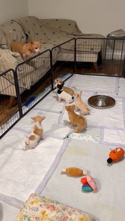 Enlarge Faith, an adopted mixed breed in Alabaster, AL video 2/6