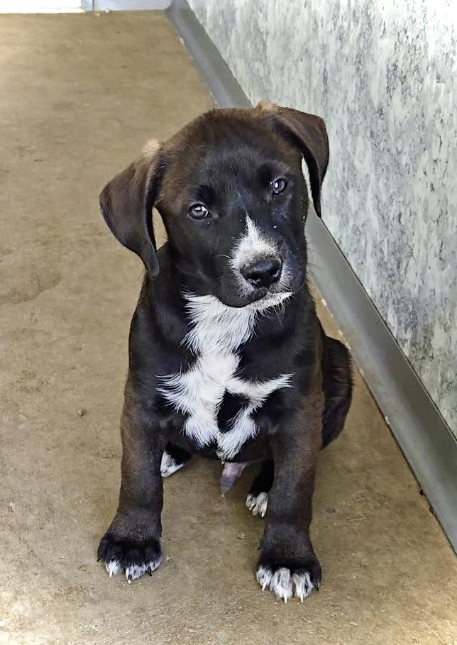 River, Adoptable, Puppy Male Pit Bull Terrier & Australian Shepherd.