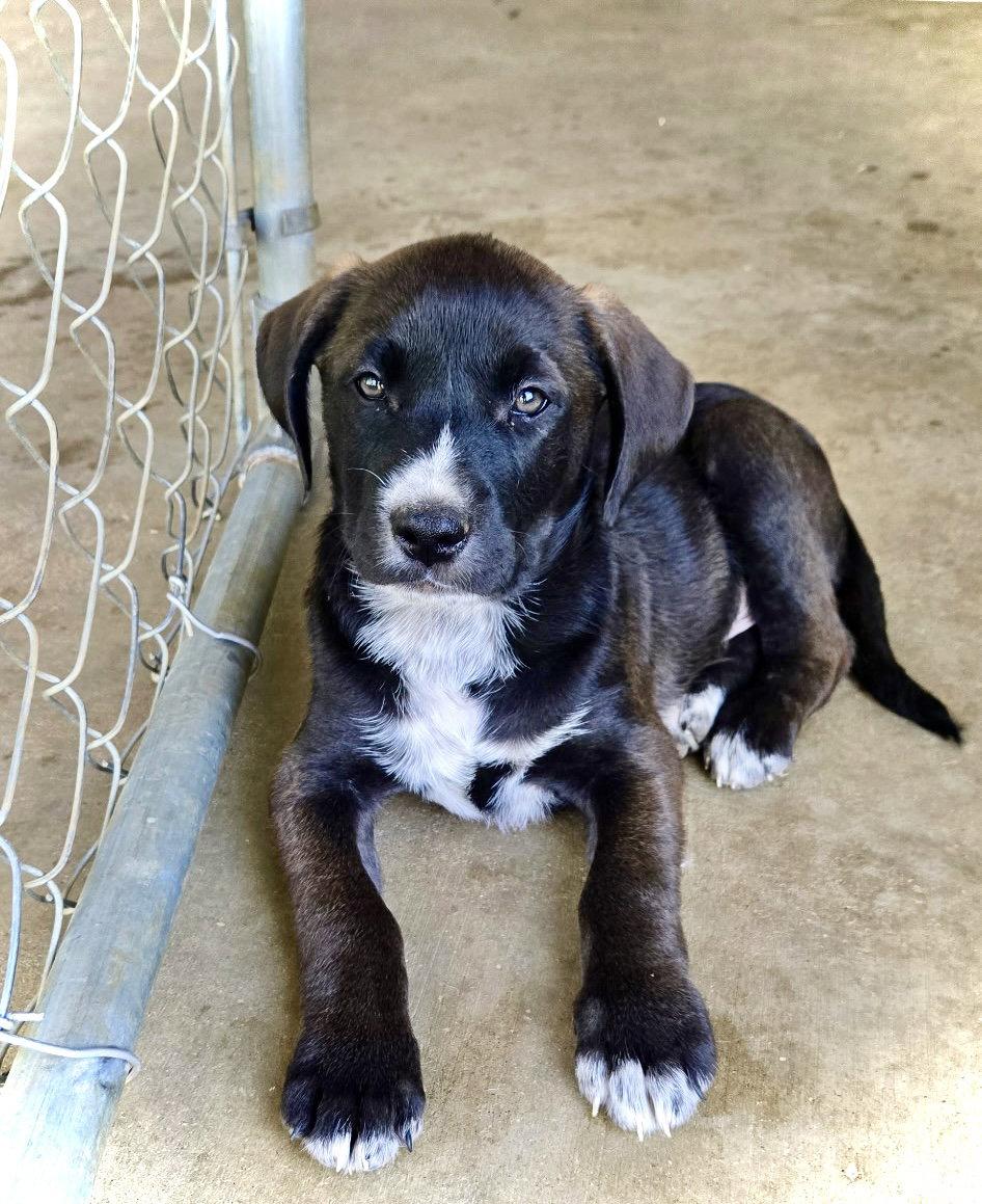 Enlarge River, a Adoptable mixed breed in Estherville, IA image 2/3