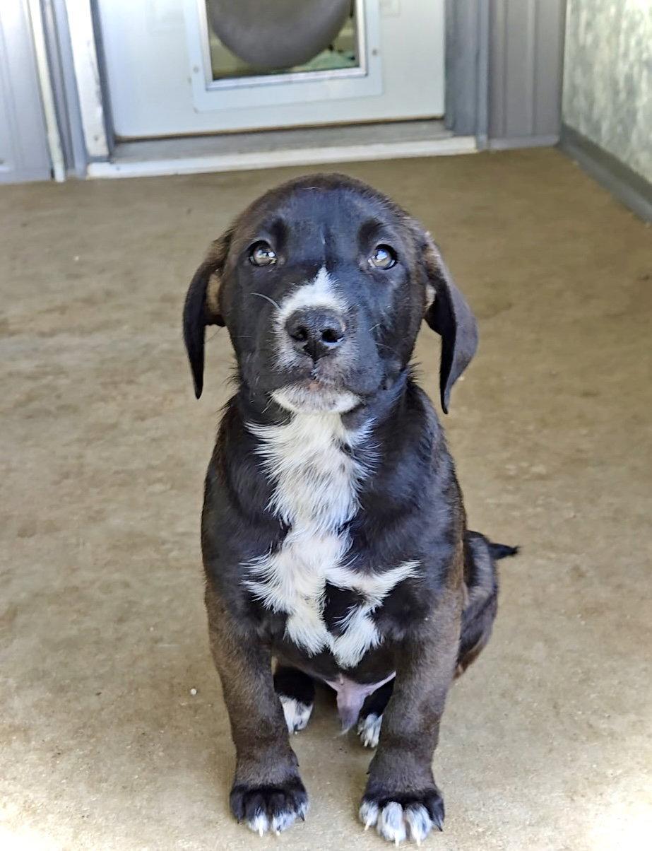 Enlarge River, a Adoptable mixed breed in Estherville, IA image 3/3
