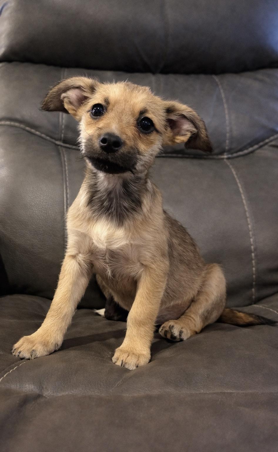 Maple, ADOPTABLE, Puppy Female Yorkshire Terrier.