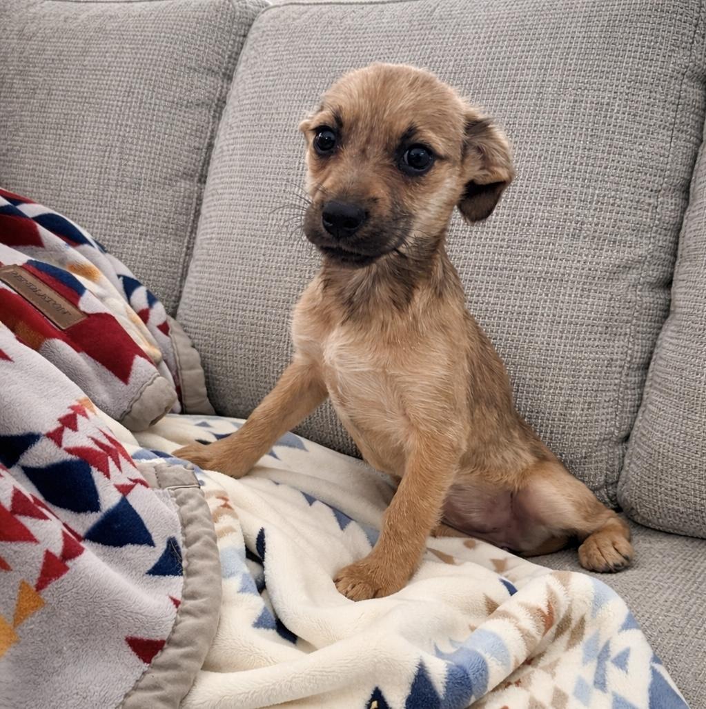 Enlarge Maple, a ADOPTABLE mixed breed in Huson, MT image 4/6
