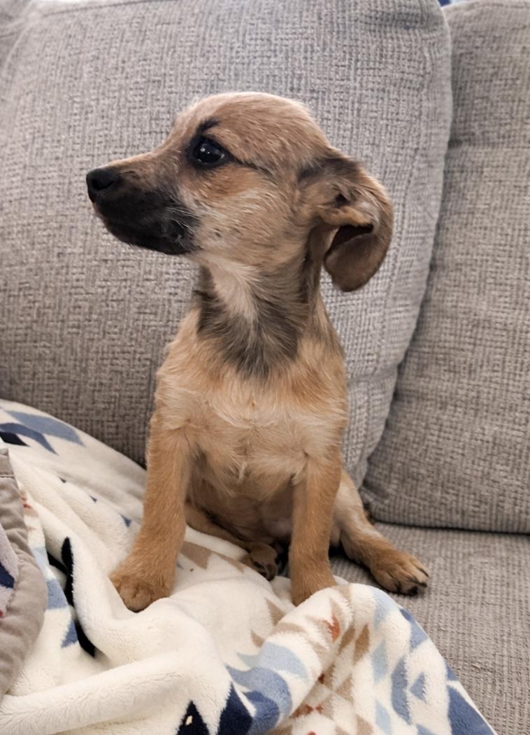 Enlarge Maple, a ADOPTABLE mixed breed in Huson, MT image 3/6