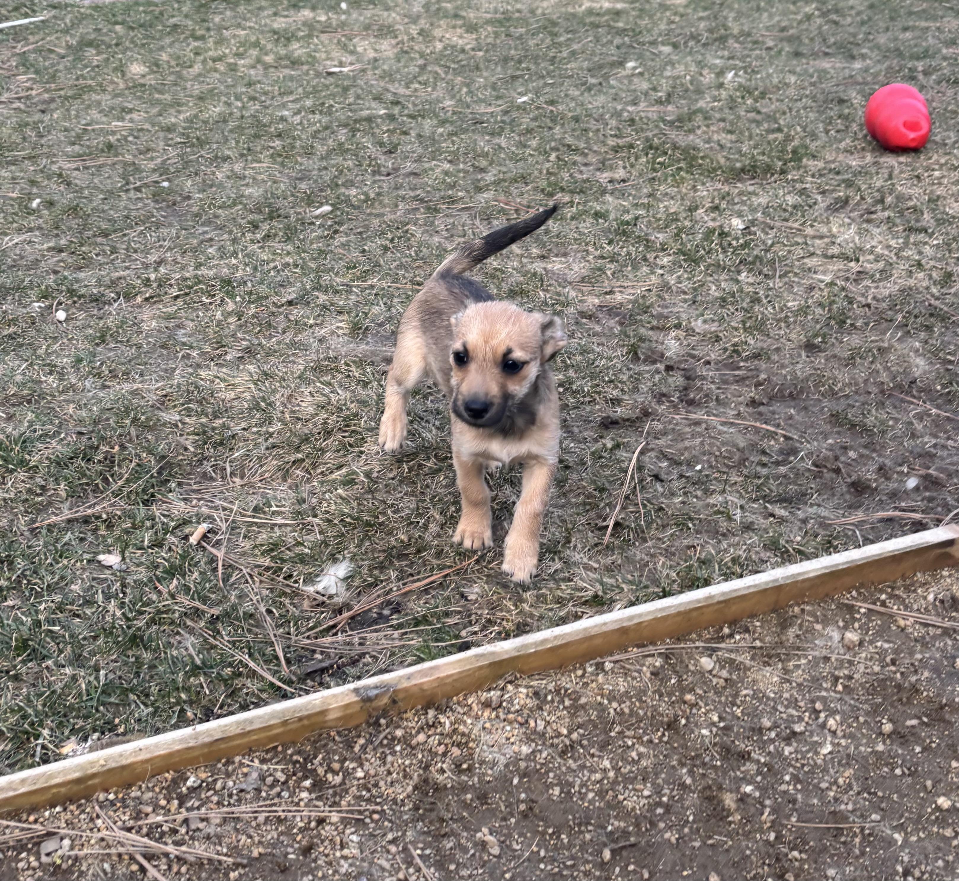 Enlarge Maple, a ADOPTABLE mixed breed in Huson, MT image 5/6