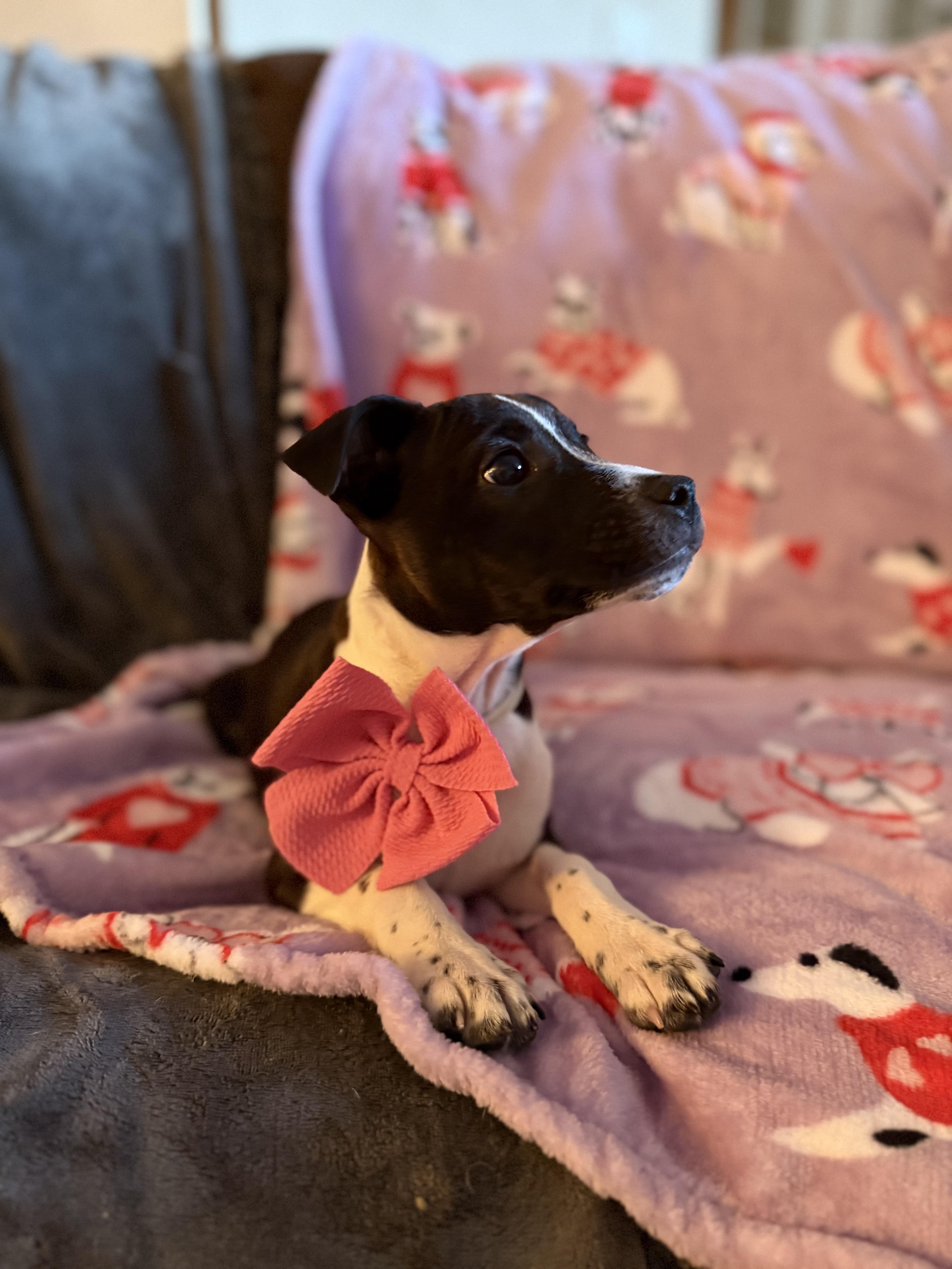 Dixie, adopted, Puppy Female Rat Terrier.