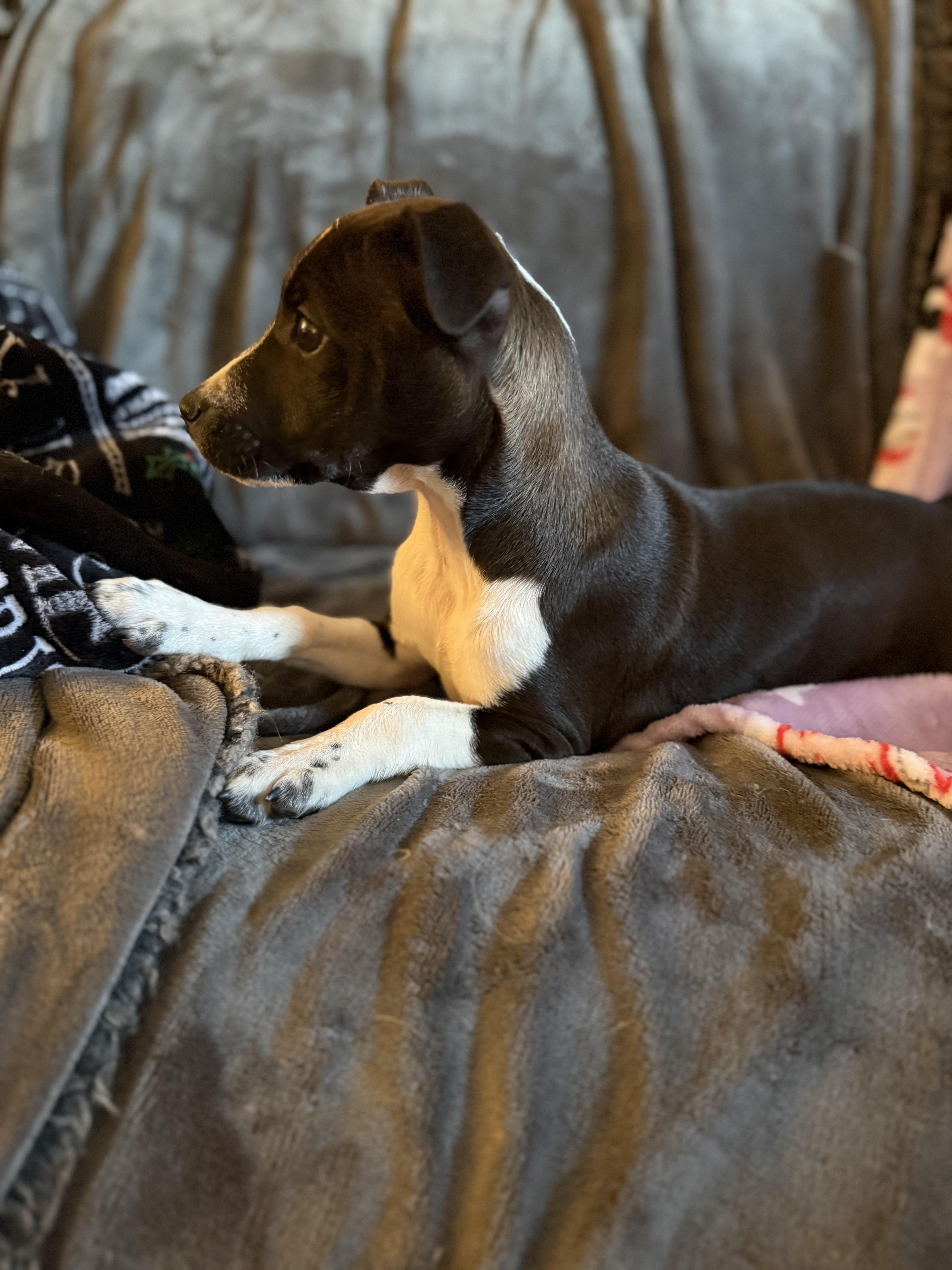 Enlarge Dixie, an adopted mixed breed in Mount Hermon, LA image 2/5