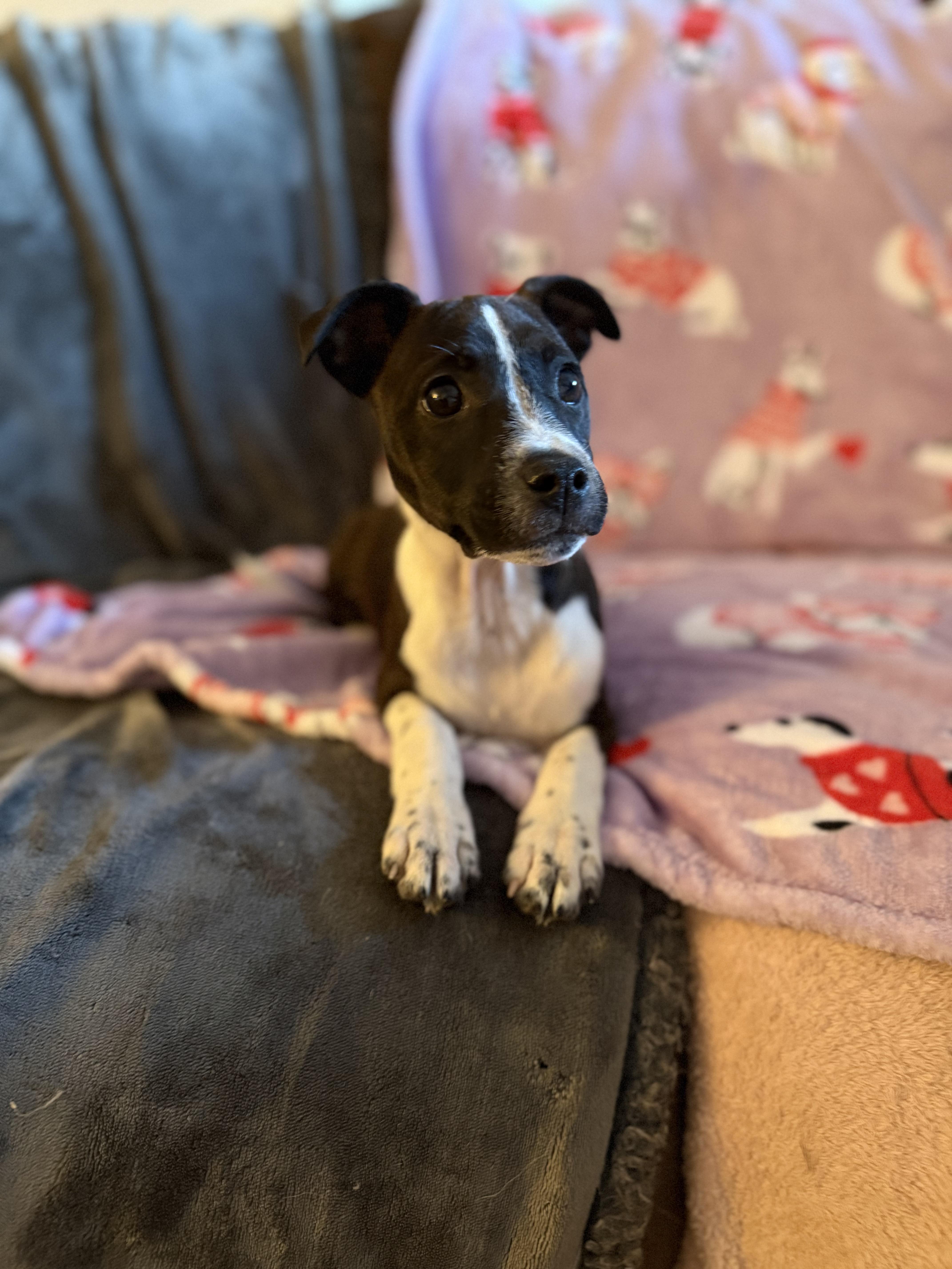 Enlarge Dixie, an adopted mixed breed in Mount Hermon, LA image 3/5